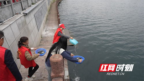 90萬尾魚苗安家永明河，江永縣“放魚養水”與“巡河護漁”齊步走，譜寫生態漁業與產業協同新篇章