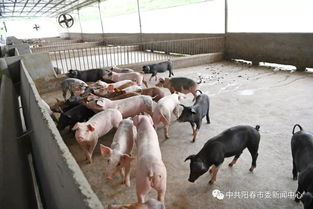 陽春畜牧漁業蓬勃發展，年總產值突破35.7億元